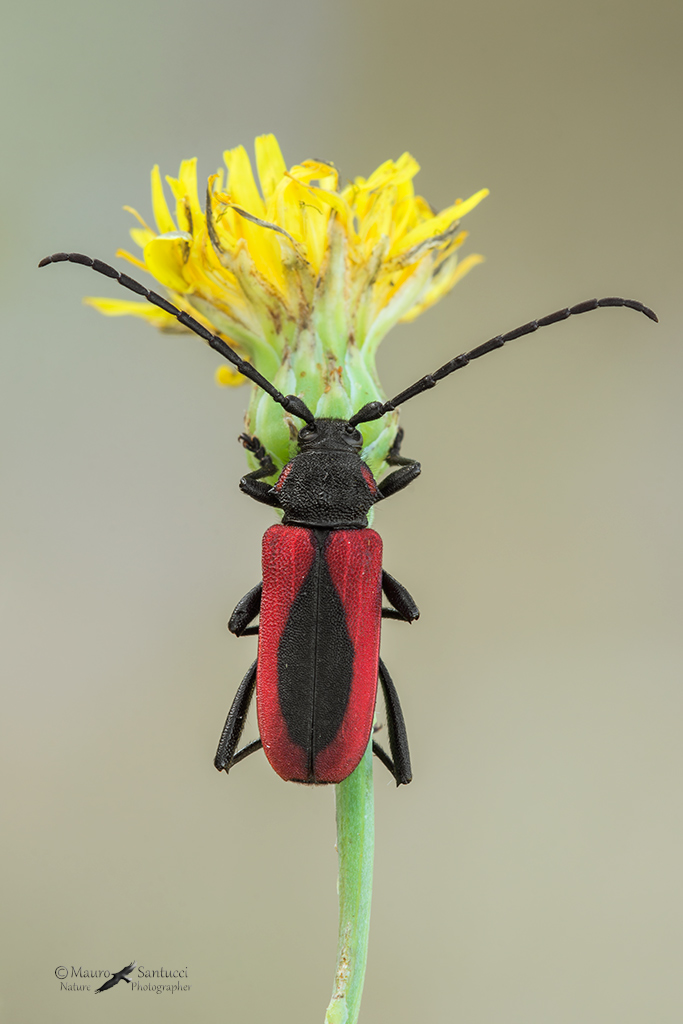 Cerambycidae: Purpuricenus kaehleri, femmina